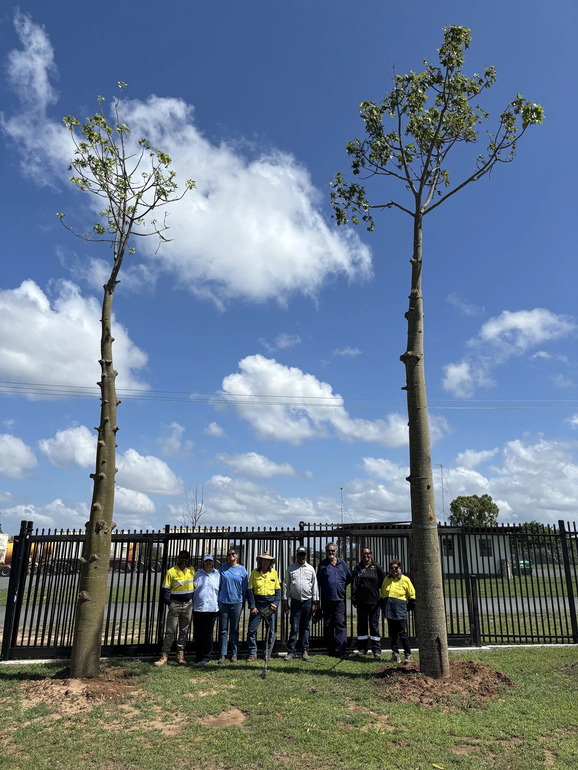 Darumbal representatives stand between two large Brachychiton trees transplanted from Boulder Creek Wind Farm to the Darumbal office in Gracemere.