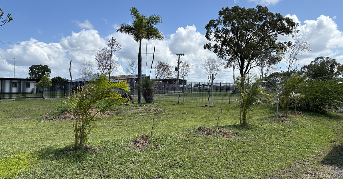The garden at the Darumbal office in Gracemere is home to a number of culturally significant trees and plant species which have been relocated.