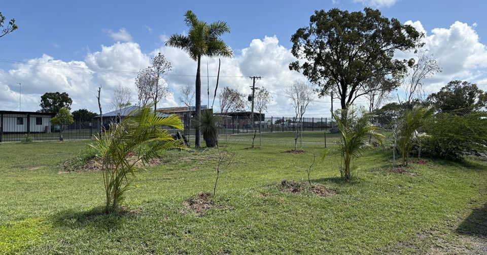Relocated trees at Darumbal office garden in Gracemere cropped
