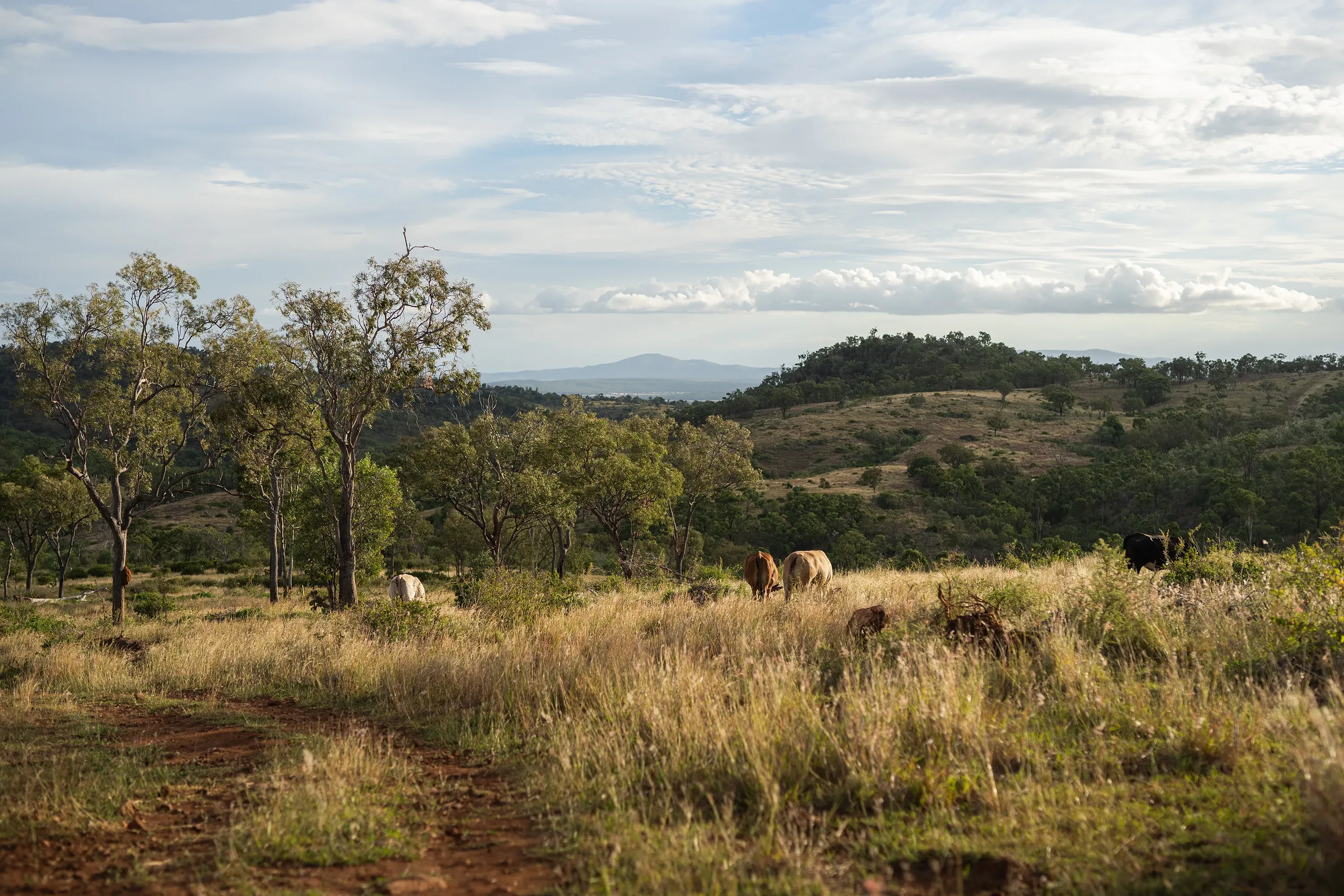 landscape image