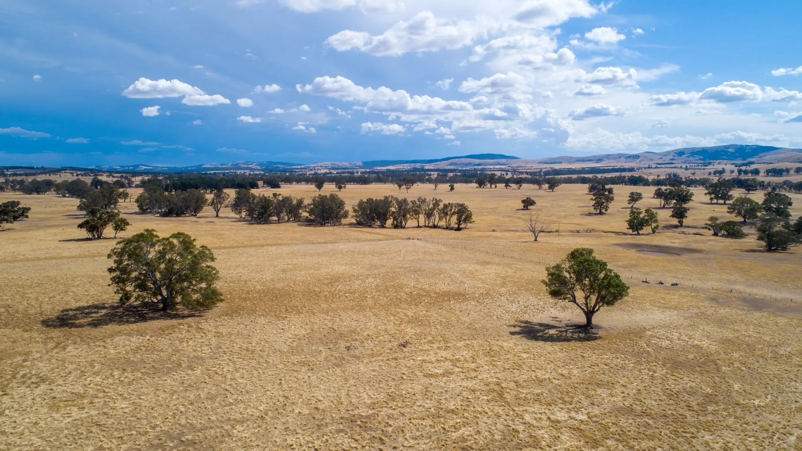 West Wyalong Asset Overview