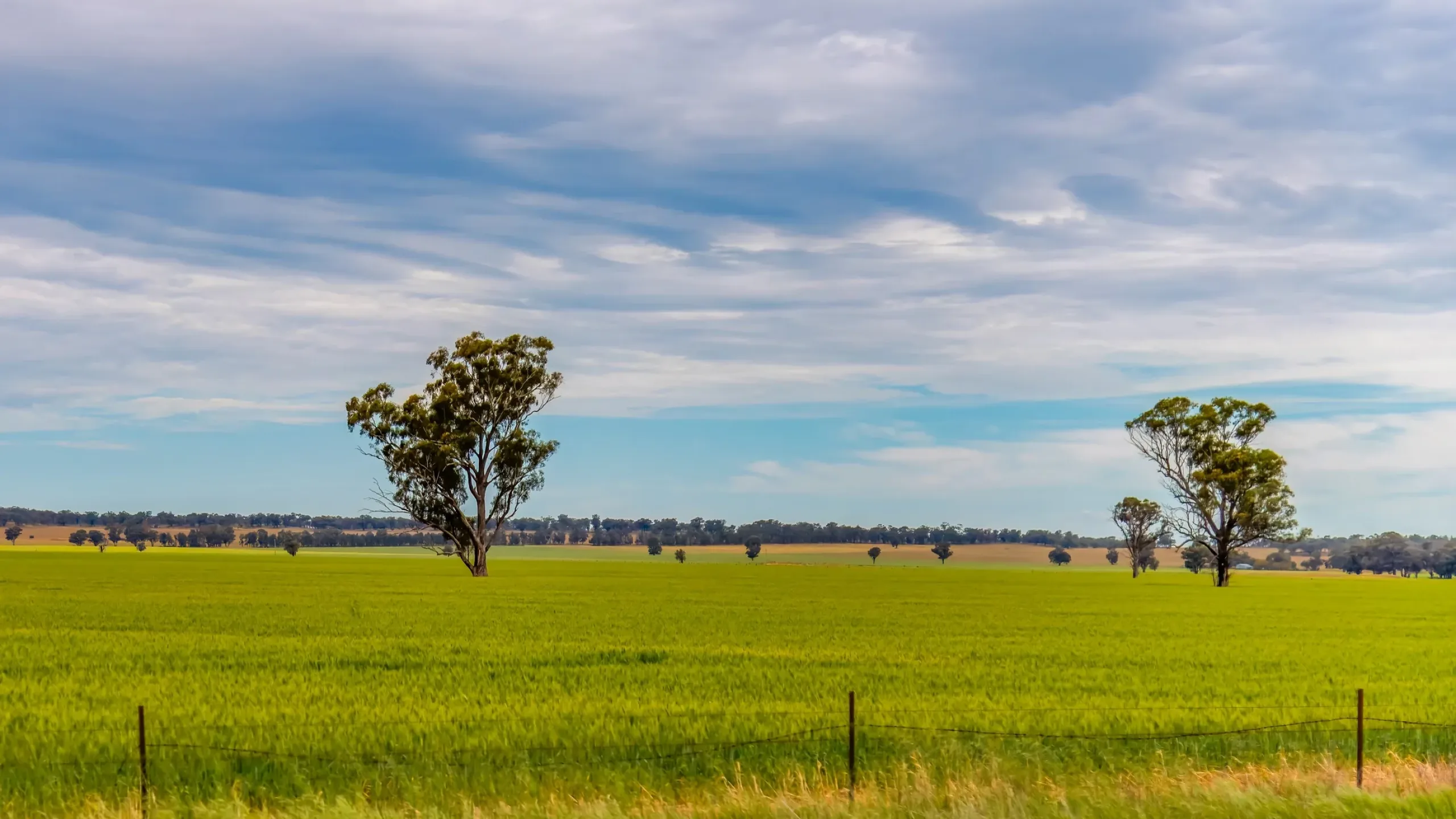 West Wyalong Updates
