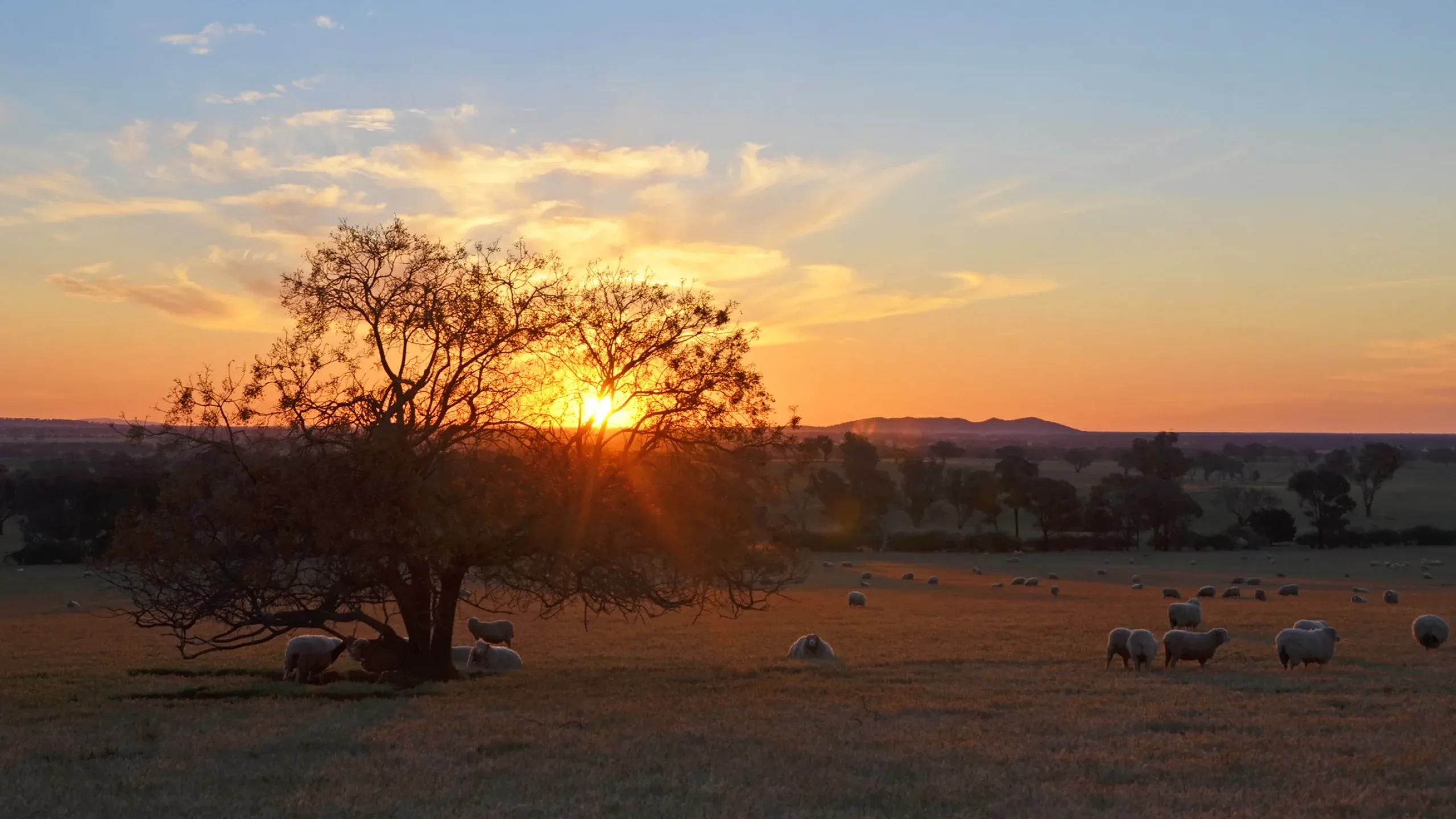 West Wyalong Resources
