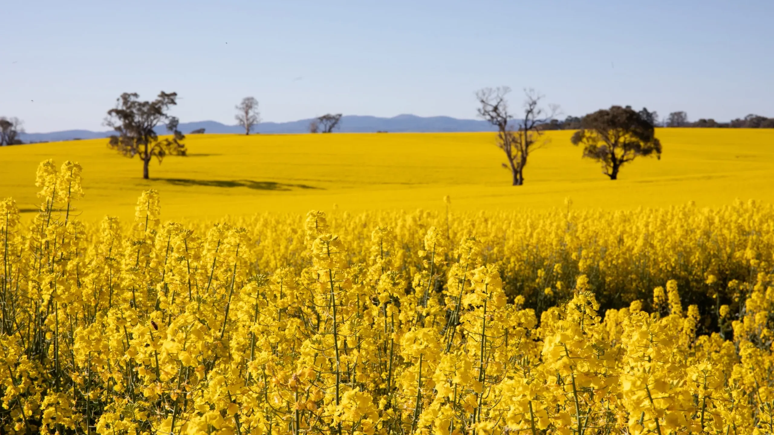 Wellington Contact Us