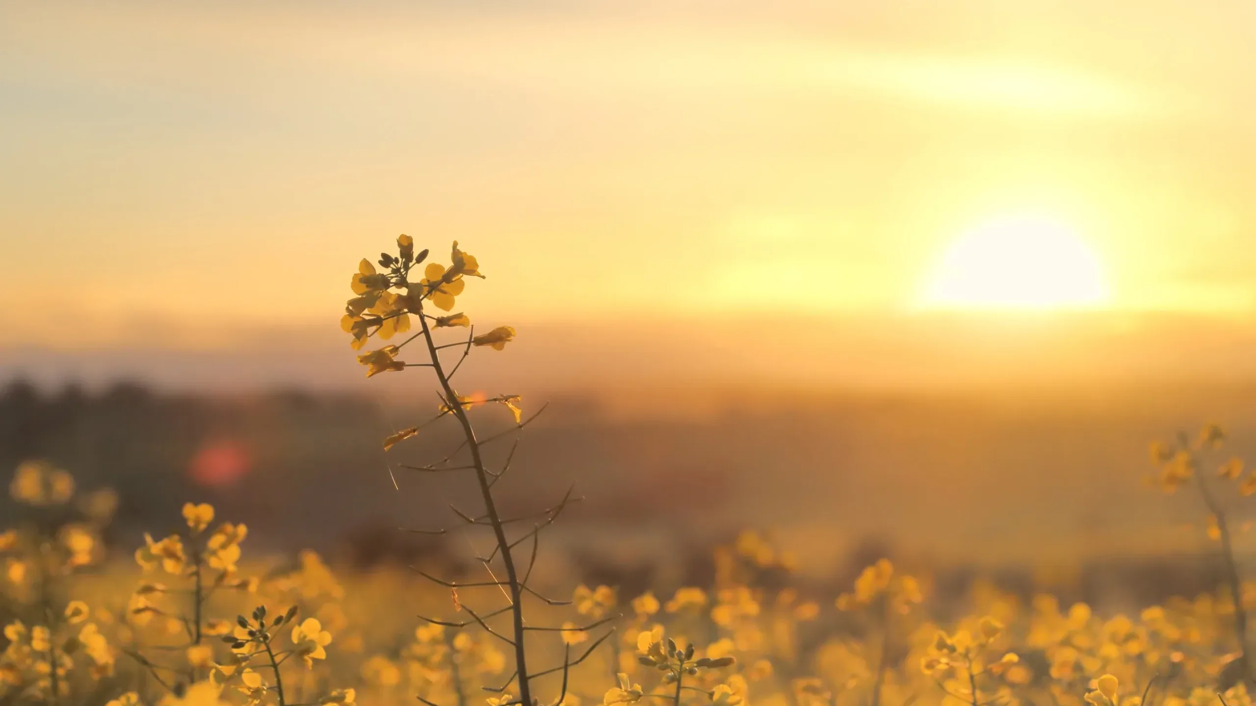 Wellington Resources