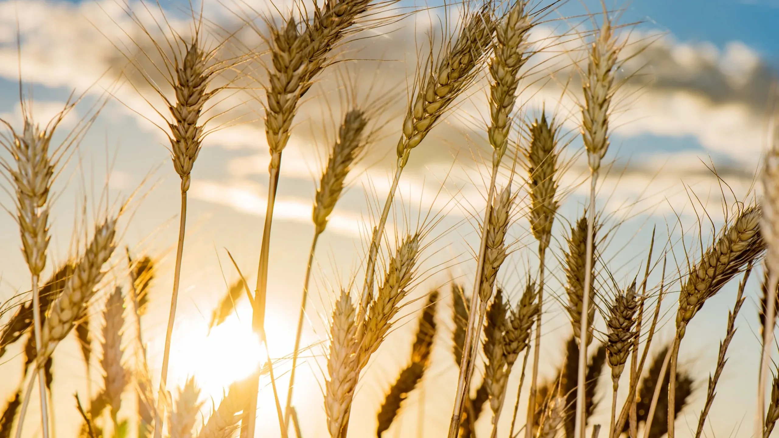 Wunghnu Asset Overview